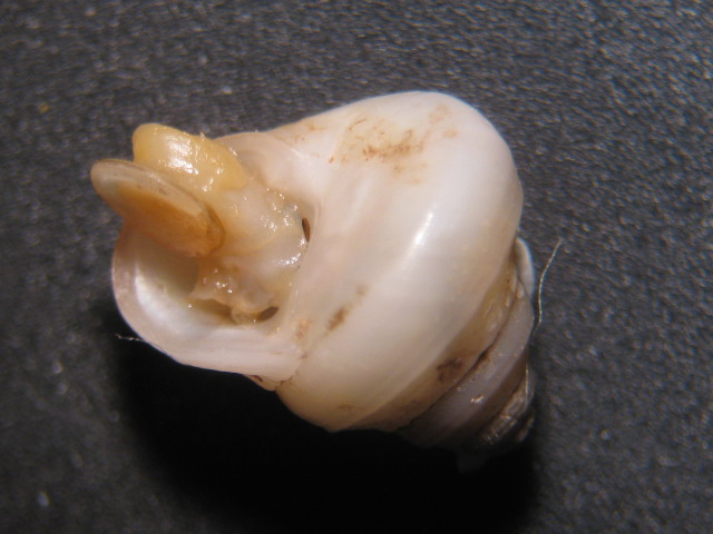 Cantrainea peloritana