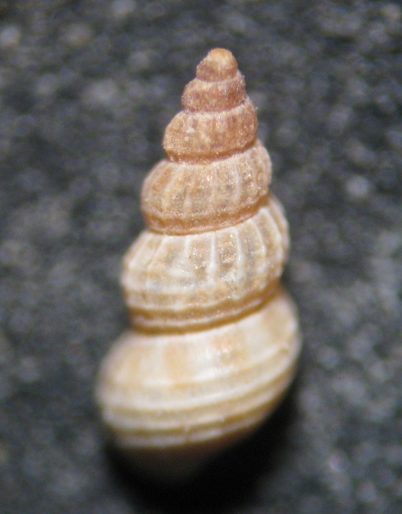 Pusillina gemmula?