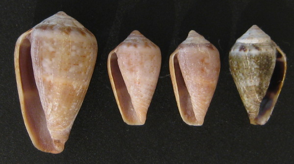 Conus sinistrosi