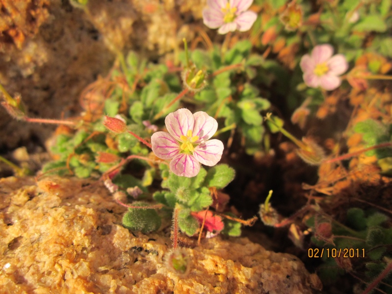 Erodium corsicum  /   Becco di gru corso