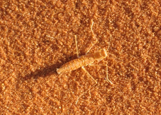 Mantodeo della sabbia (Algeria)