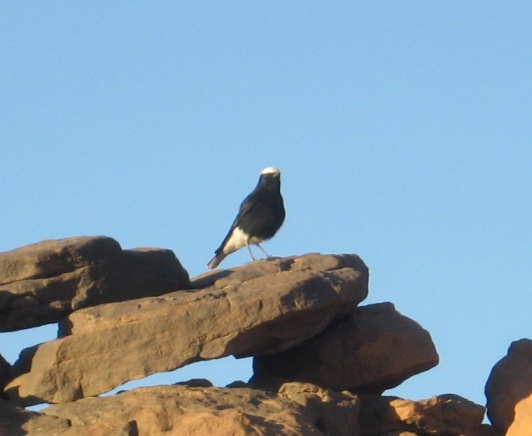 identificazione, monachella testabianca