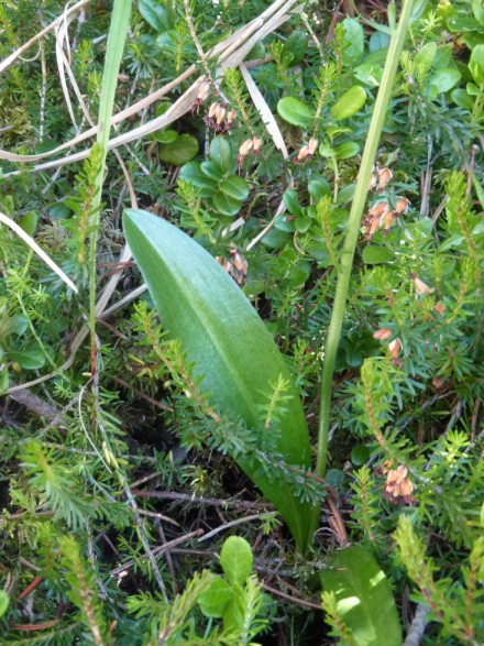 ? ibrido di Platanthera ?