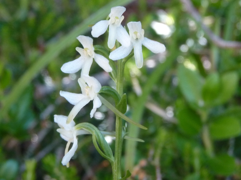 ? ibrido di Platanthera ?