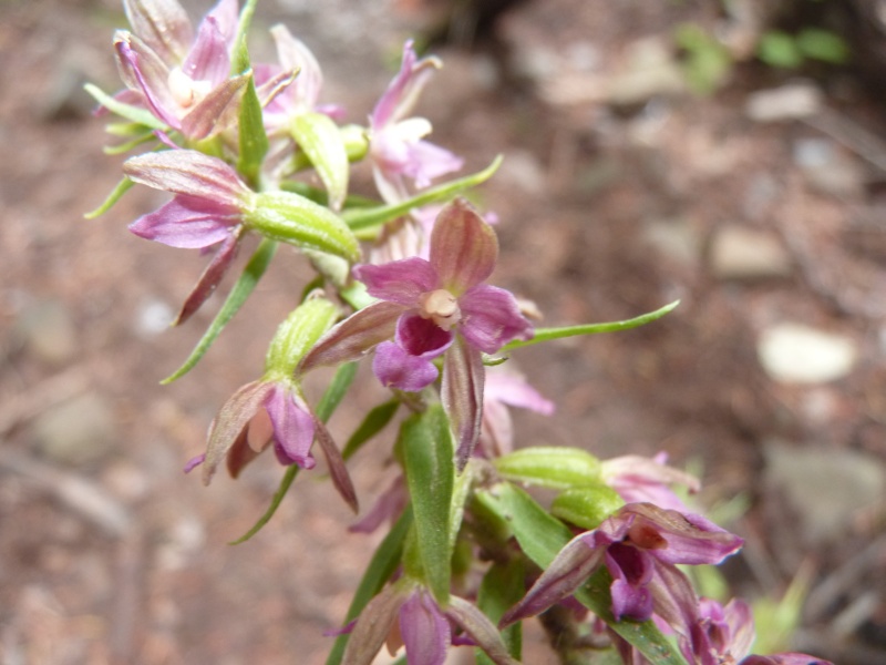 alcune epipactis - aiuto determinazione