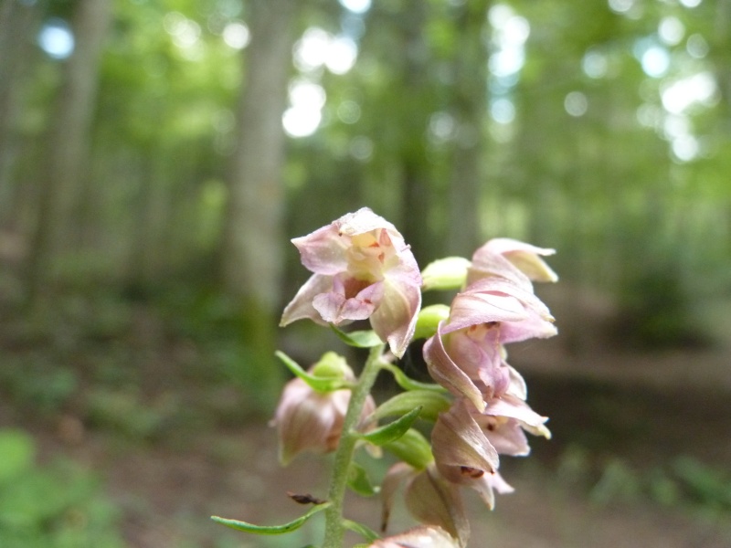 alcune epipactis - aiuto determinazione