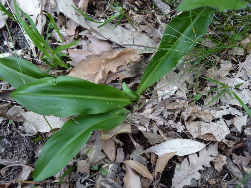 identificazione (senza fiore)