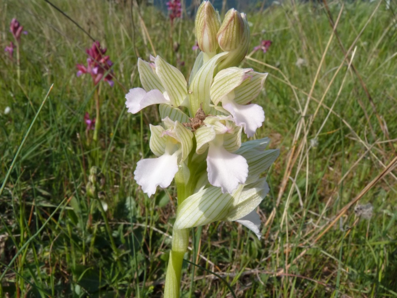 Papilionacea albina