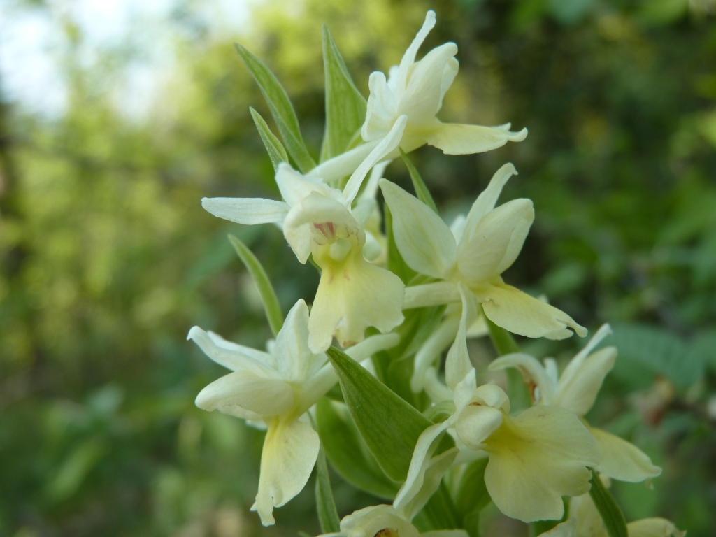 Dactylorhiza insularis / Dactiloriza delle isole