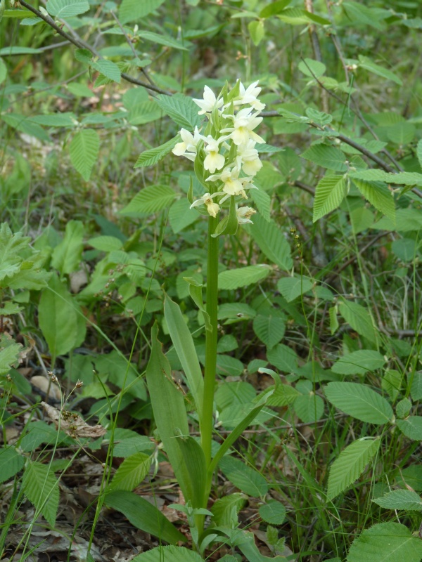 Dactylorhiza insularis / Dactiloriza delle isole