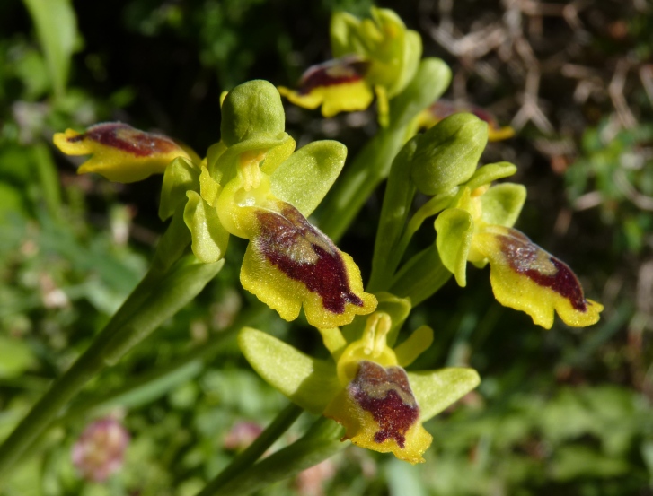 ophrys lutea ..?