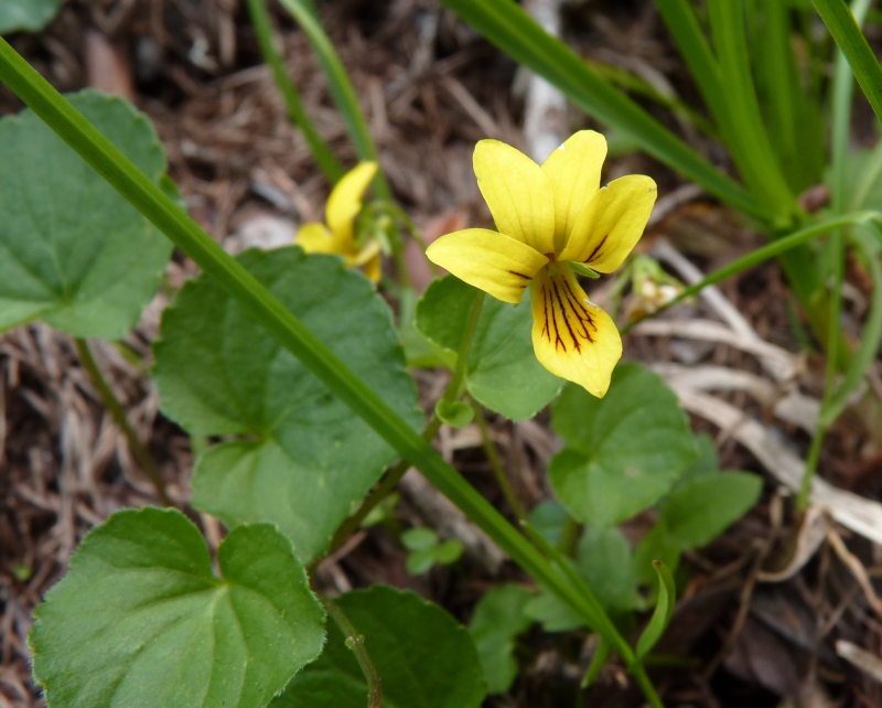 Viola biflora