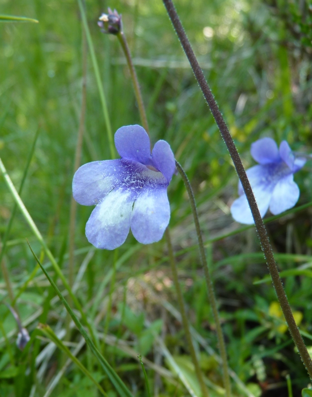 Pinguicula leptoceras