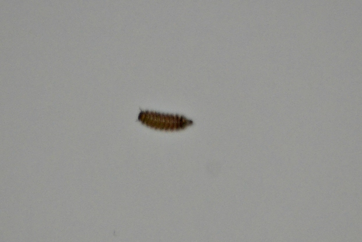 minuscolo insetto; larva di Dermestidae