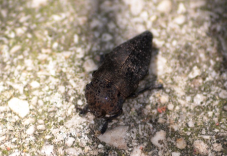 Capnodis tenebricosa