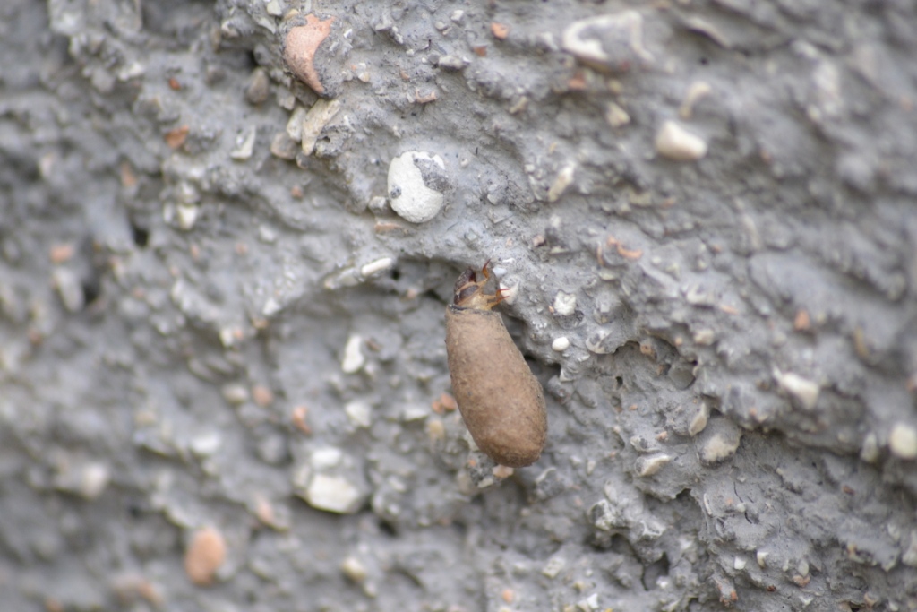 Chrysomelidae:  larva di Clythra sp. con astuccio?