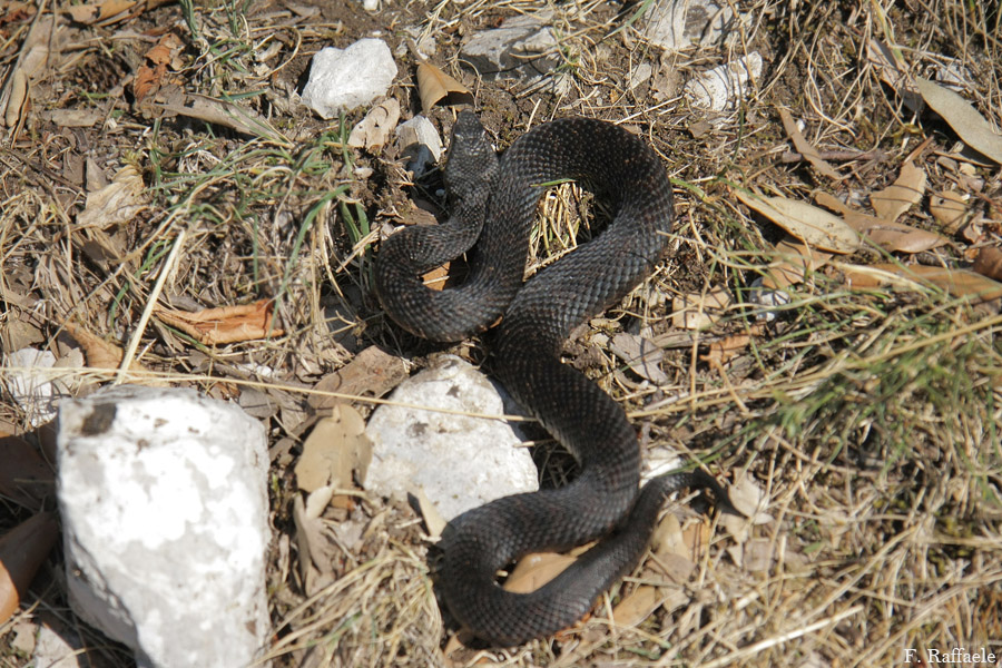 Vipera aspis francisciredi melanotica campana