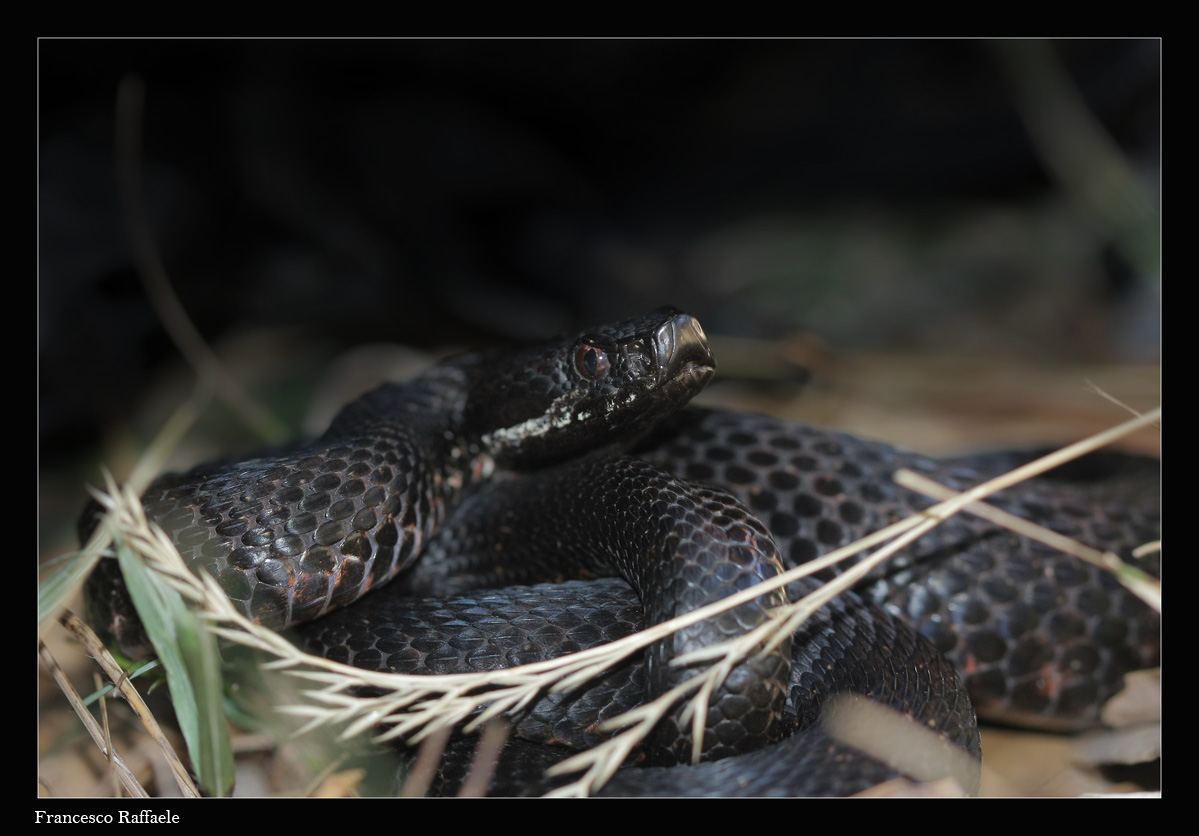 Vipera aspis francisciredi melanotica campana