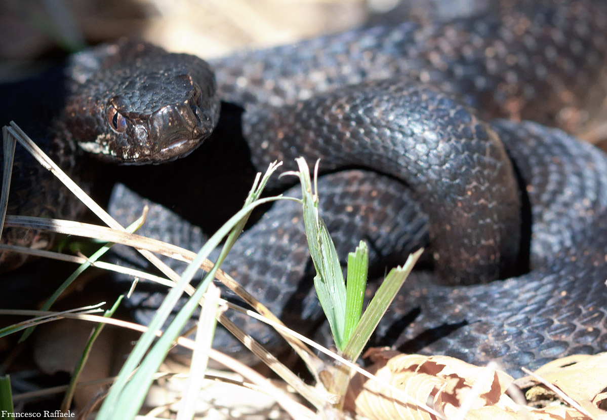 Vipera aspis francisciredi melanotica campana