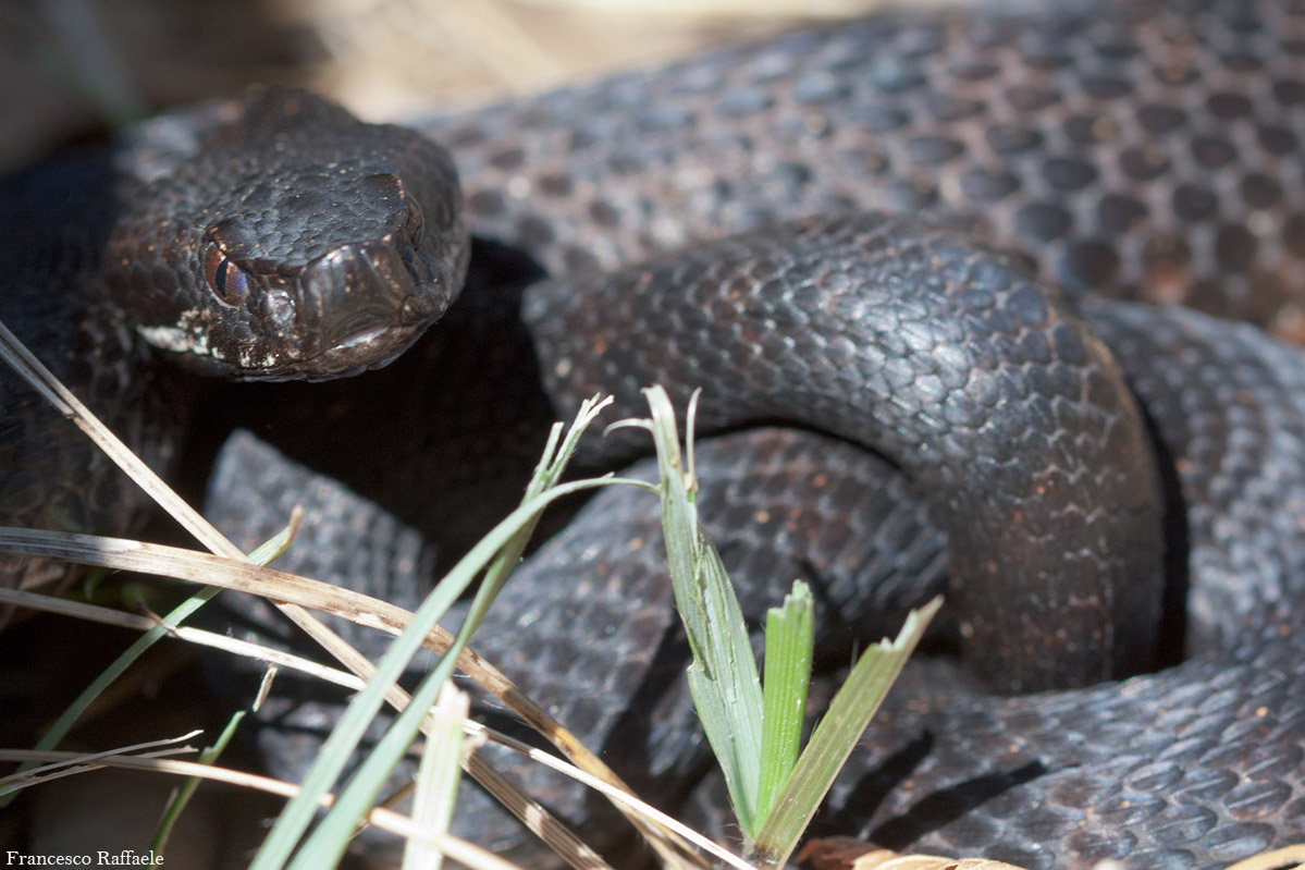 Vipera aspis francisciredi melanotica campana