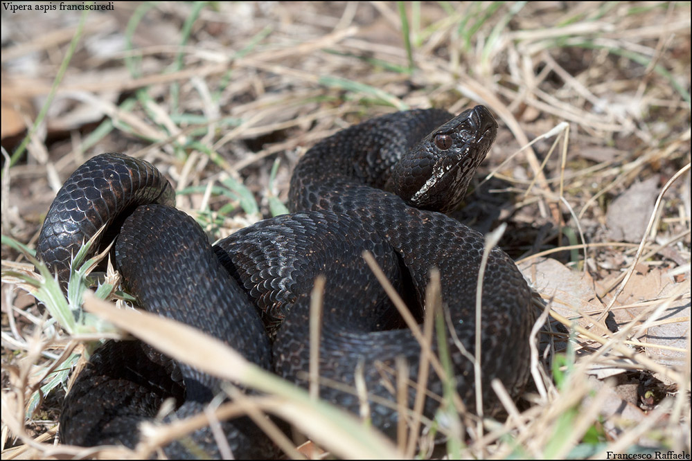 Vipera aspis francisciredi melanotica campana