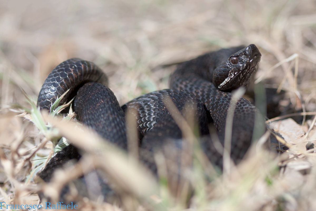 Vipera aspis francisciredi melanotica campana