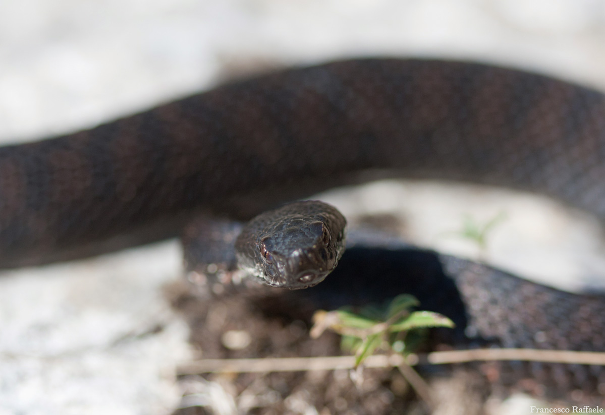 Vipera aspis francisciredi melanotica campana