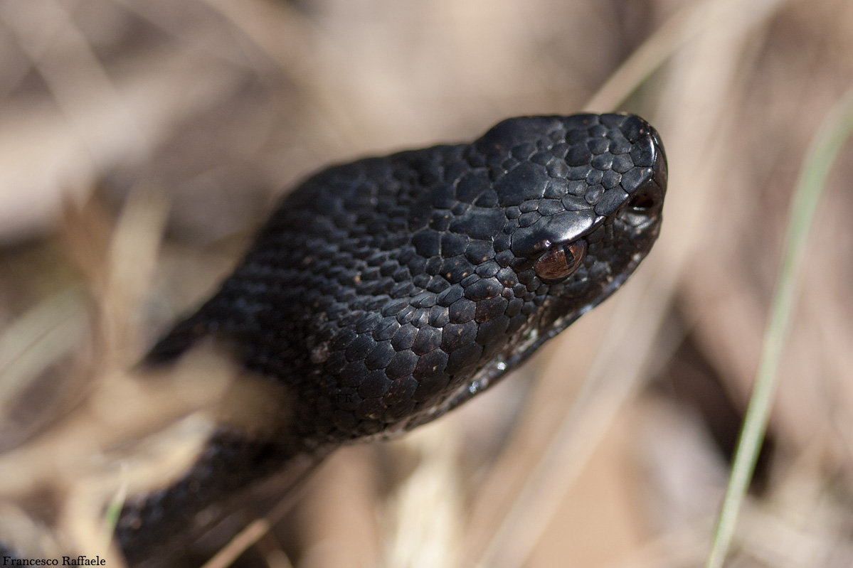 Vipera aspis francisciredi melanotica campana