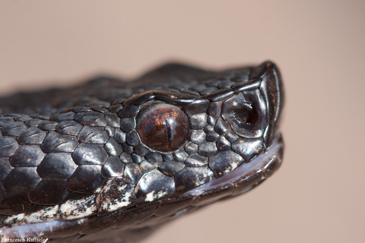 Vipera aspis francisciredi melanotica campana