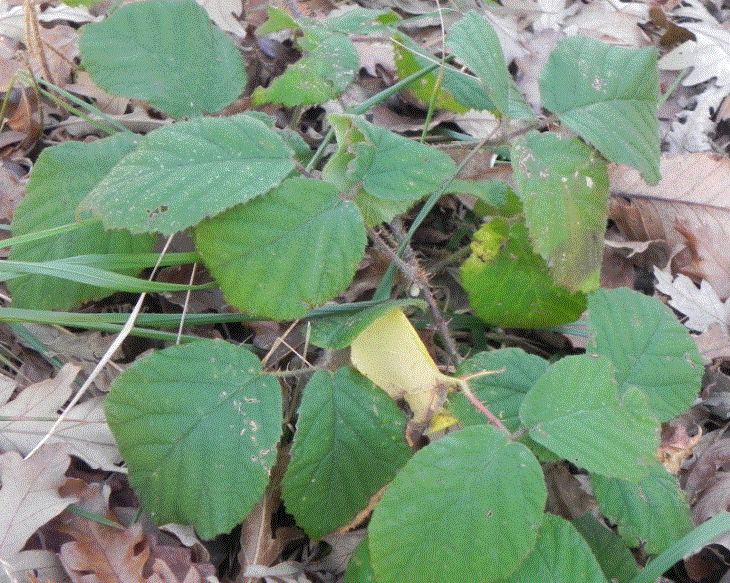 Rubus sp.