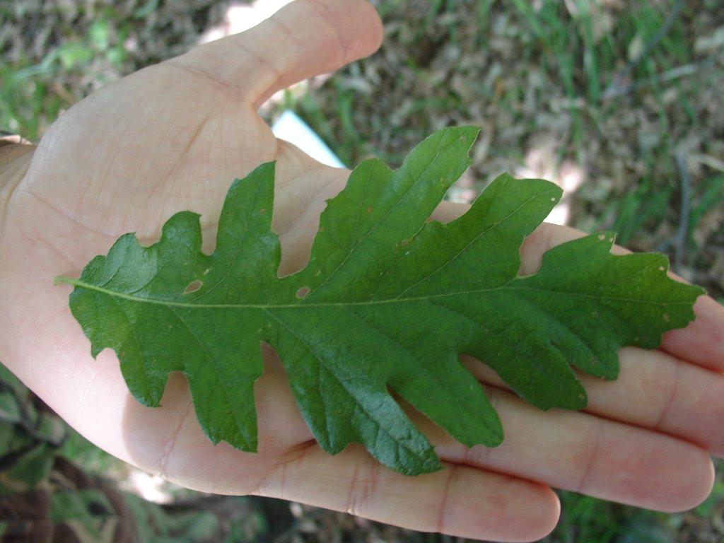 Quercus cfr. cerris