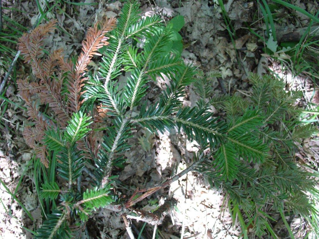 Abies alba