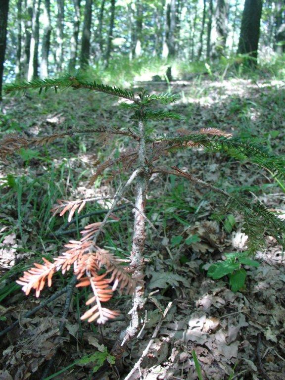 Abies alba