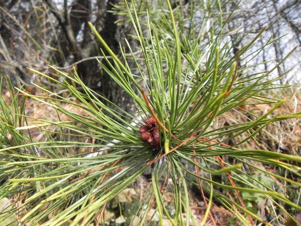 Pinus sp.