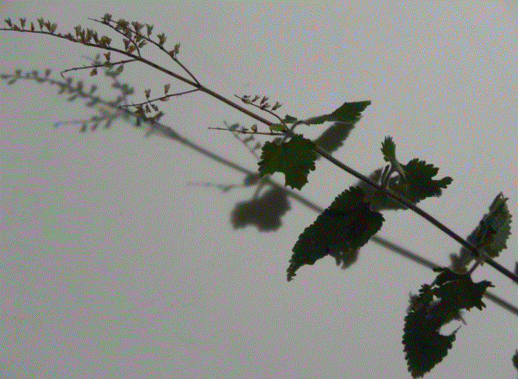 Teucrium scorodonia