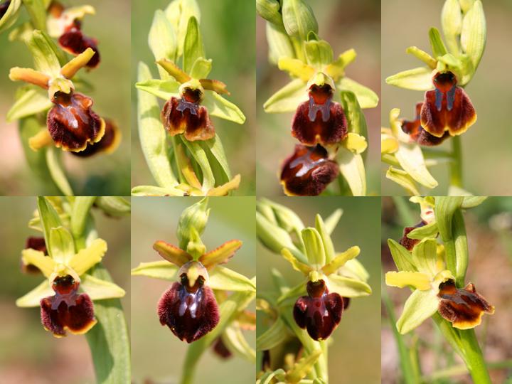 Ophrys sphegodes da Bergamo...inizia anche il Nord...