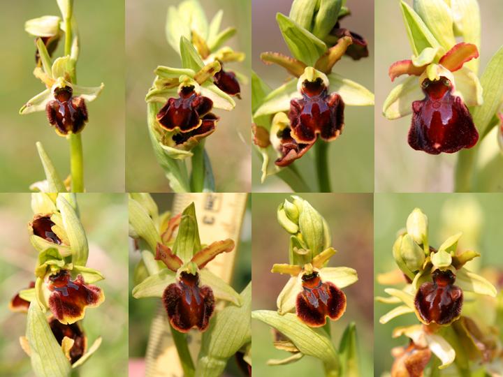 Ophrys sphegodes da Bergamo...inizia anche il Nord...