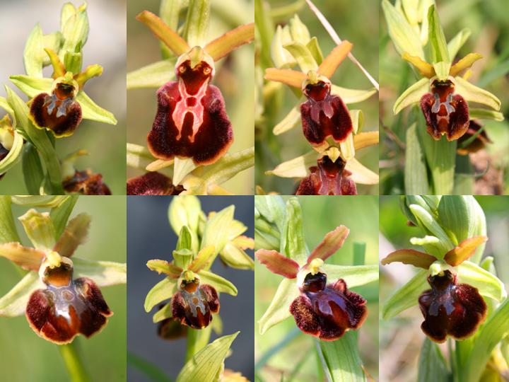 Ophrys sphegodes da Bergamo...inizia anche il Nord...