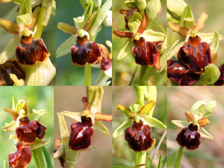 Ophrys sphegodes da Bergamo...inizia anche il Nord...