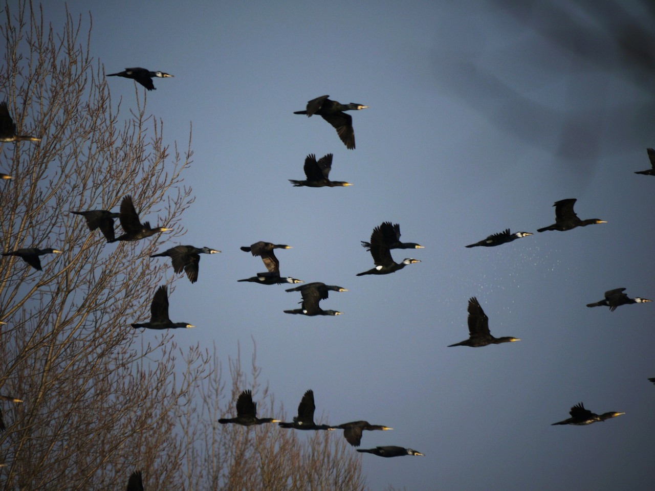 migrazione cormorani