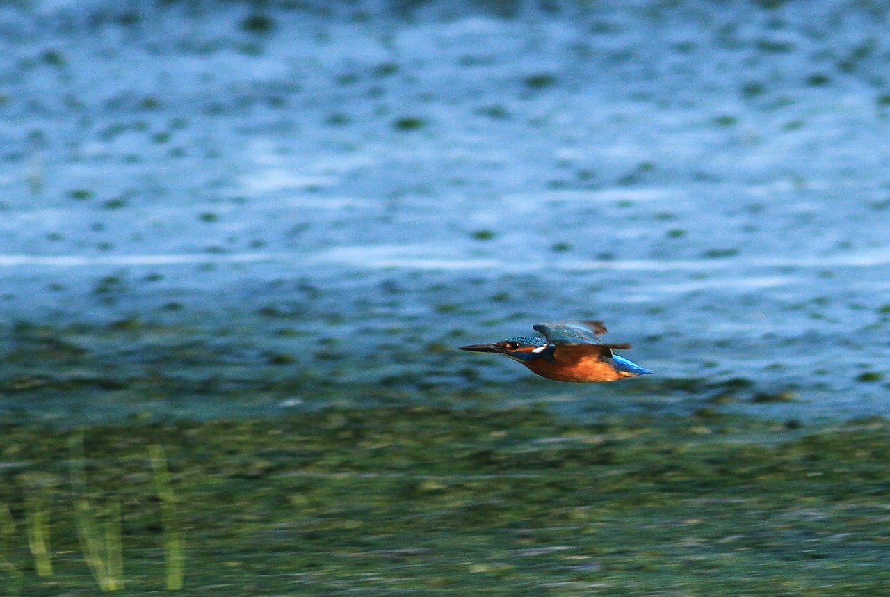 Martin Pescatore al volo