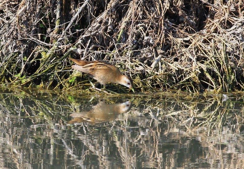 Schiribilla nel Cremasco