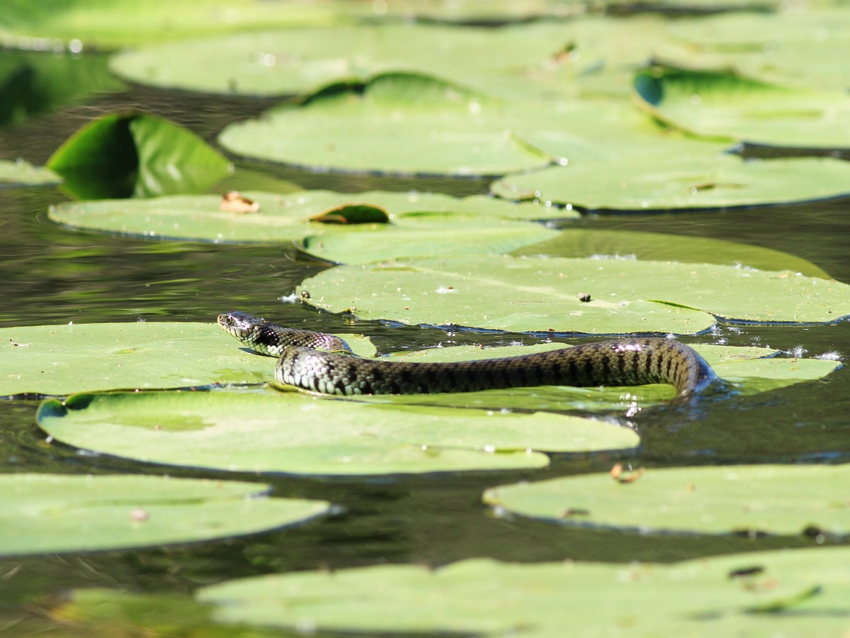 Natrix Natrix, aiuto conferma identificazione