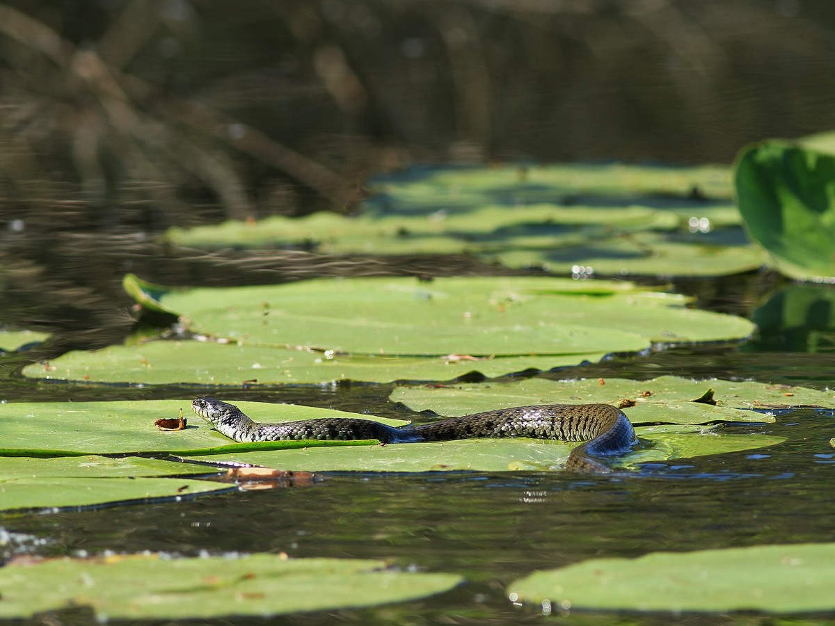 Natrix Natrix, aiuto conferma identificazione