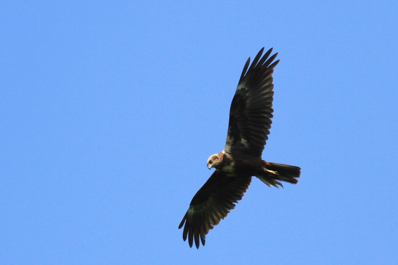 Falco di P. preda uova di Cavaliere, nel Cremasco