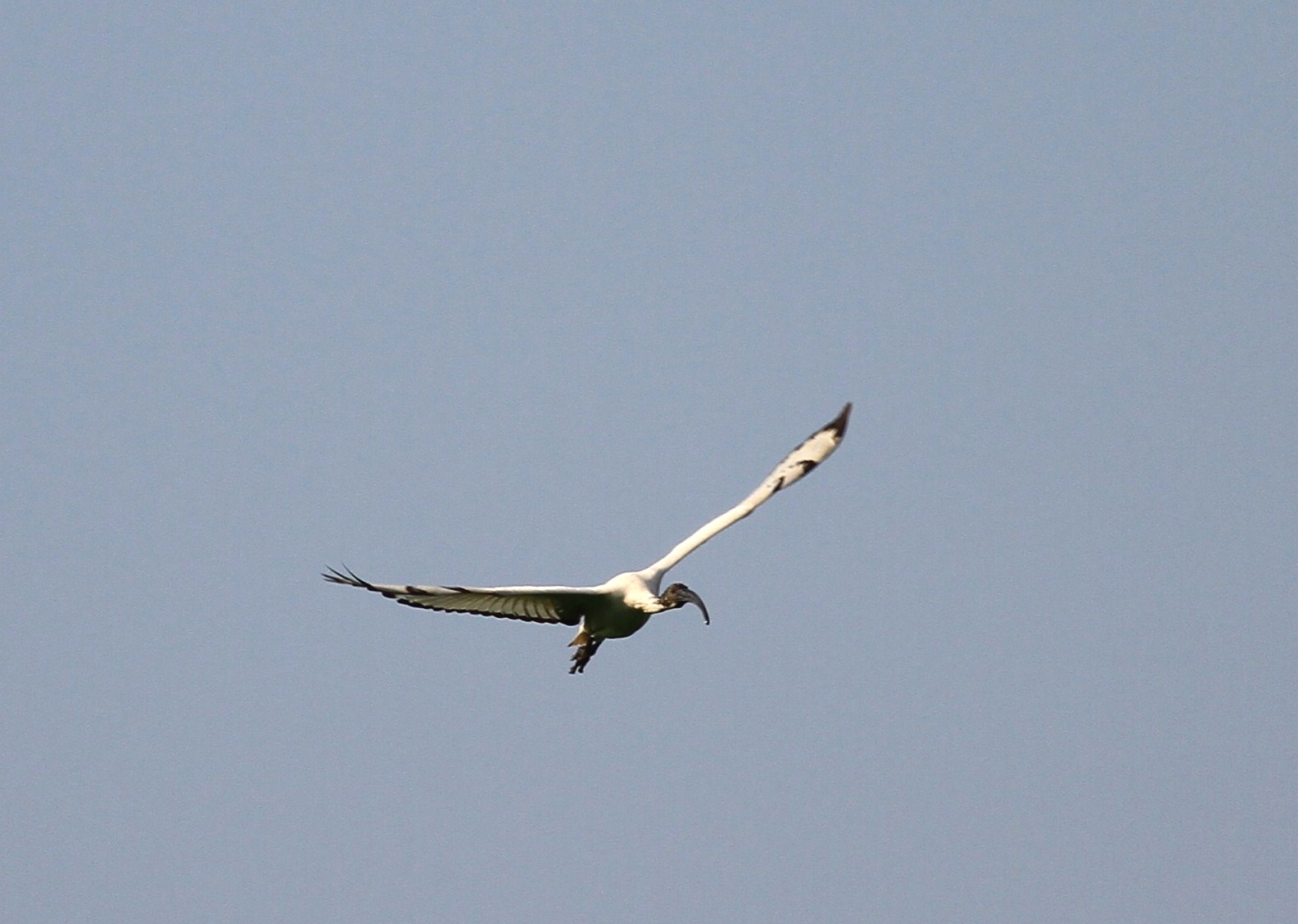 Ibis Sacri nel Cremasco-Lodigiano