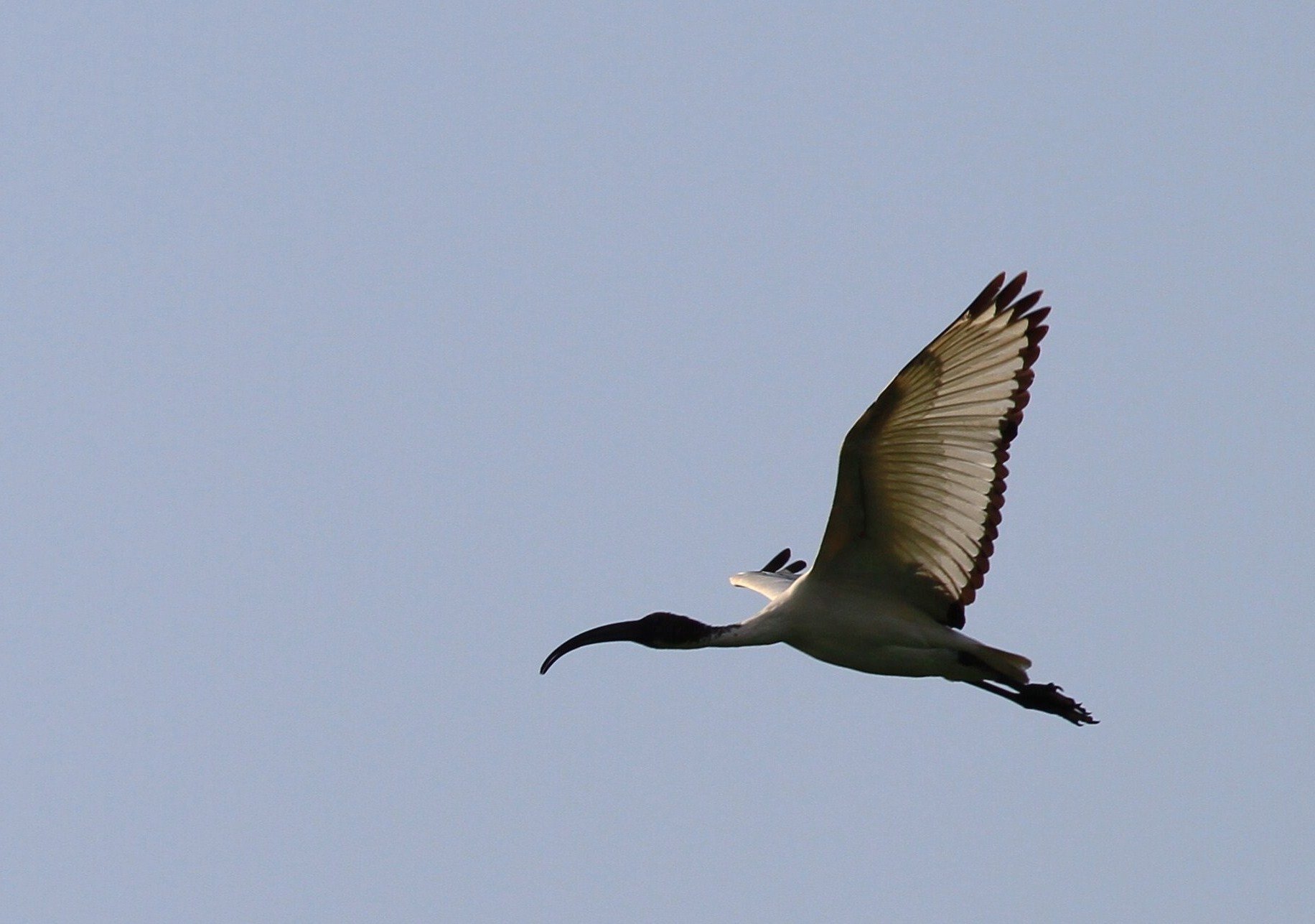 Ibis Sacri nel Cremasco-Lodigiano