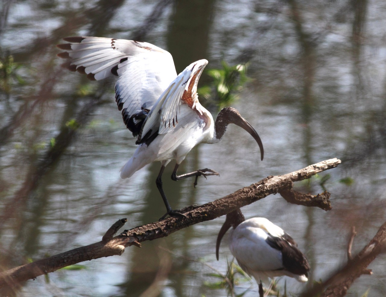 Ibis Sacri nel Cremasco-Lodigiano