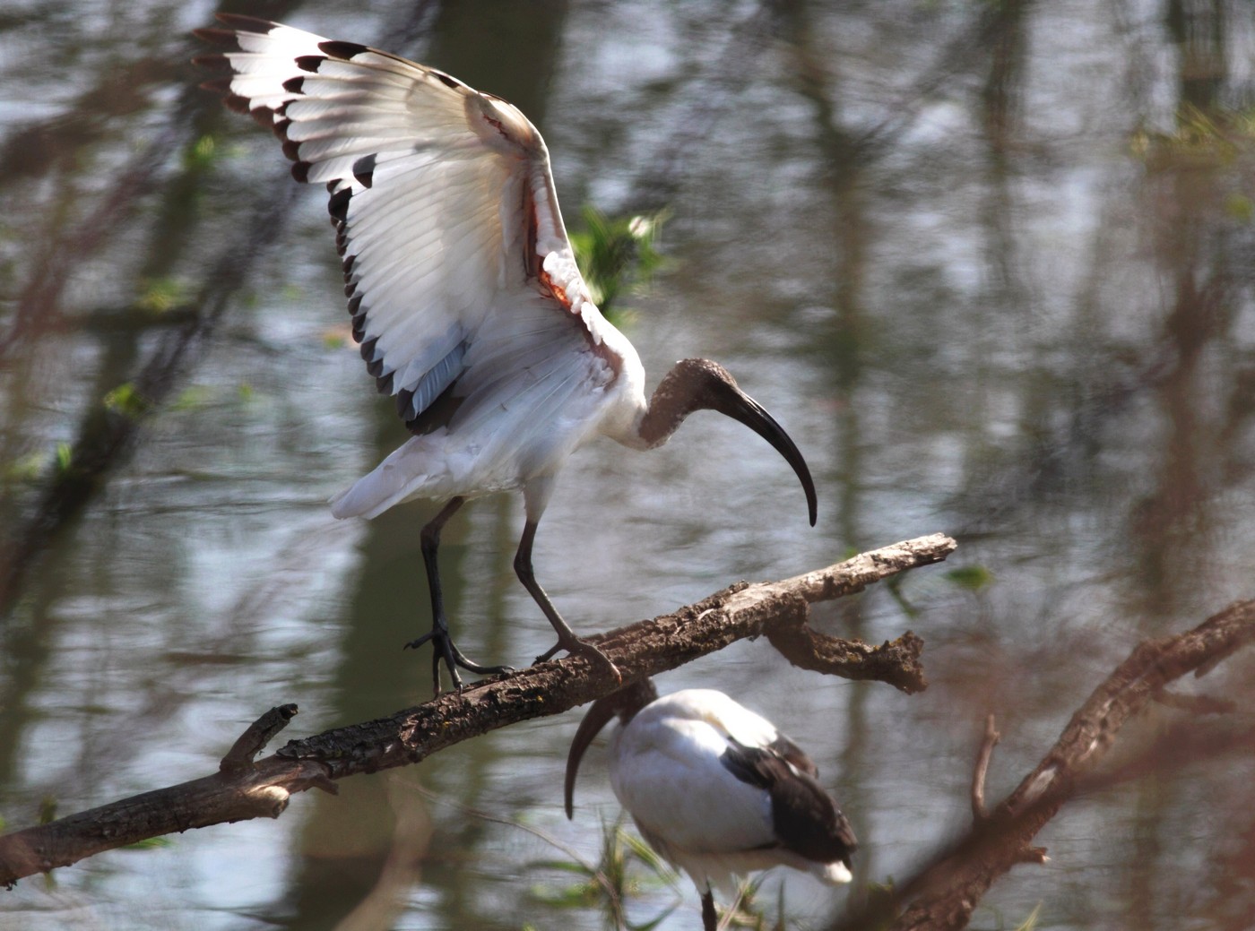 Ibis Sacri nel Cremasco-Lodigiano