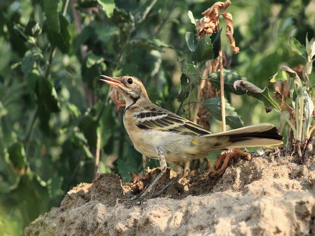 Aiuto identificazione - Parco Adda Sud